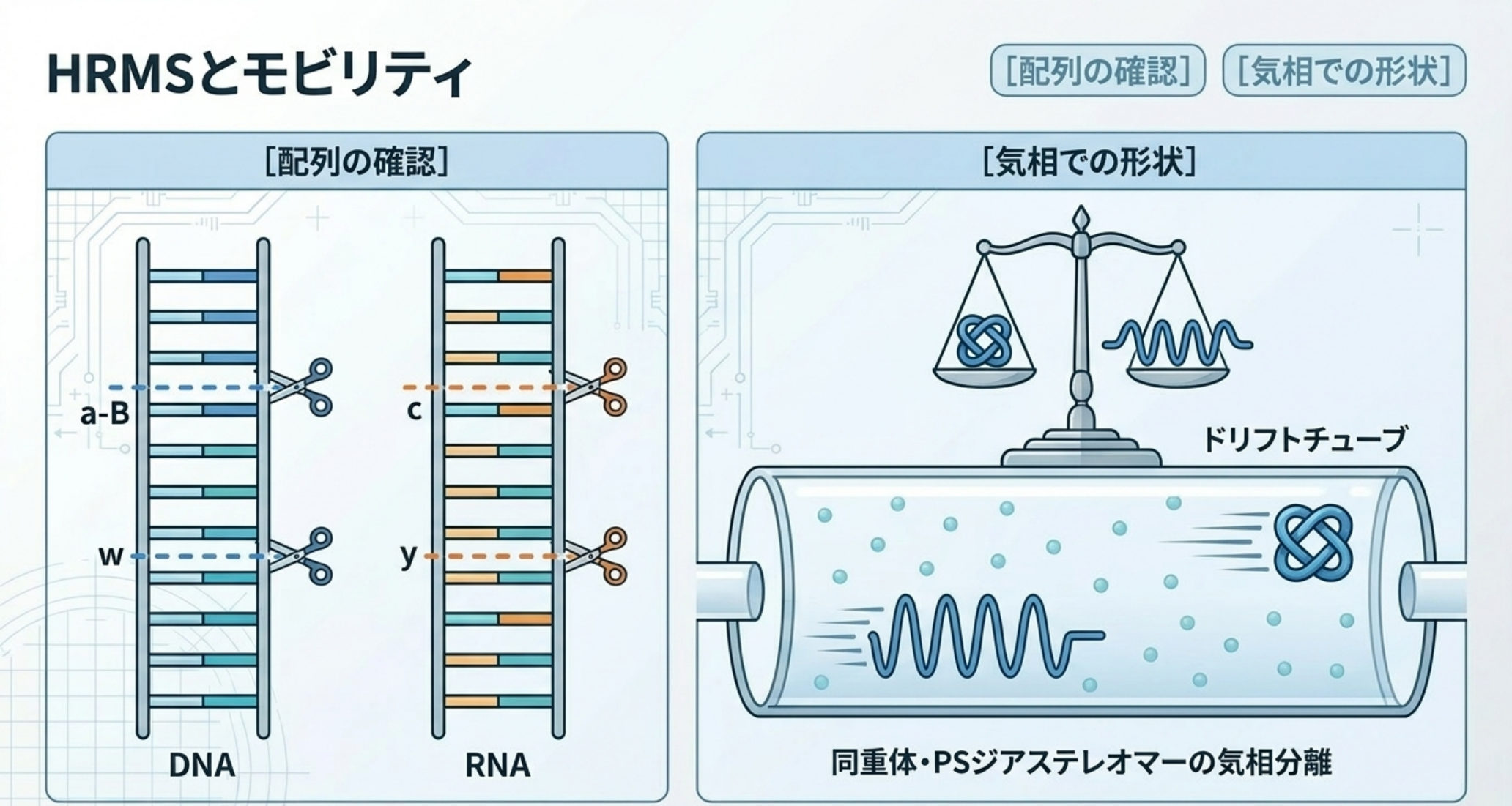 図解：検出。高分解能MS(HRMS)で精密質量・配列確認（DNA:a-B/w、RNA:c/y）、イオンモビリティで同重体位置異性体・PSジアステレオマーを識別