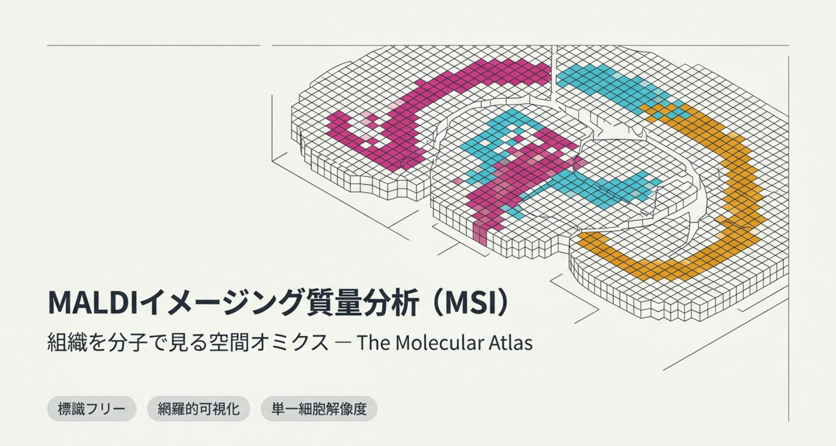 MALDIイメージング質量分析(MSI)の最前線 ― 組織を分子で見る空間オミクス